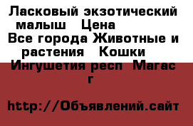 Ласковый экзотический малыш › Цена ­ 25 000 - Все города Животные и растения » Кошки   . Ингушетия респ.,Магас г.